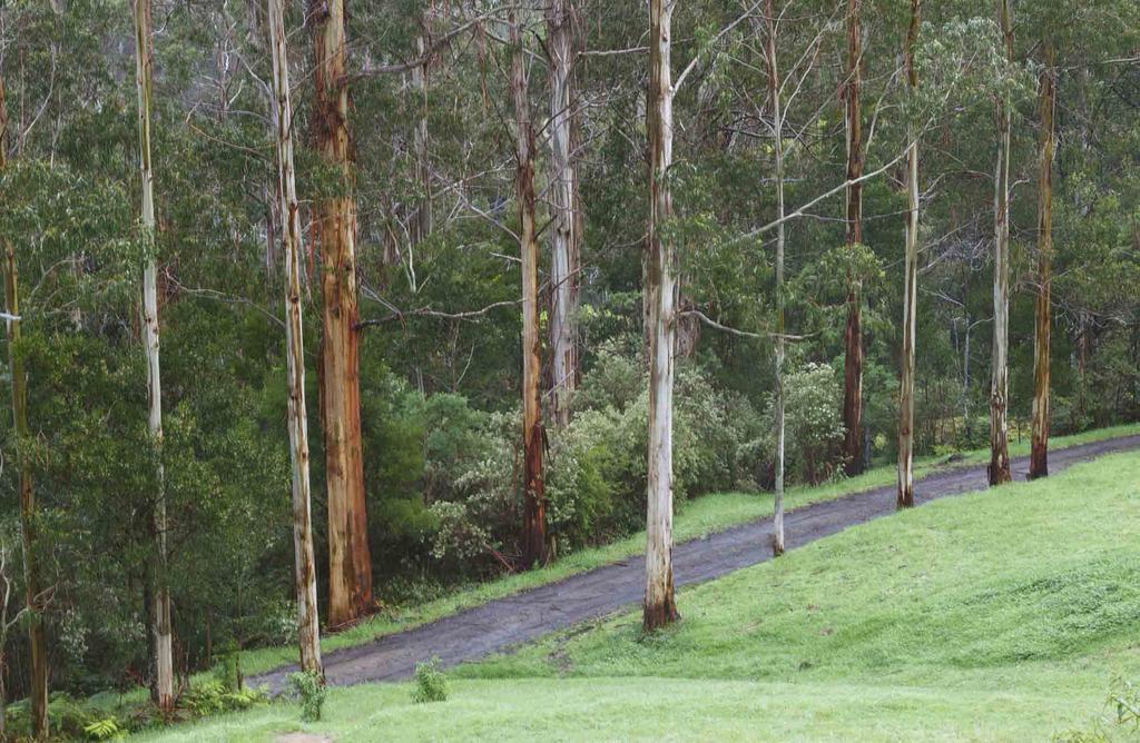 Tall Trees Eco Retreat - Blackwood Cottage Apollo Bay Exterior photo