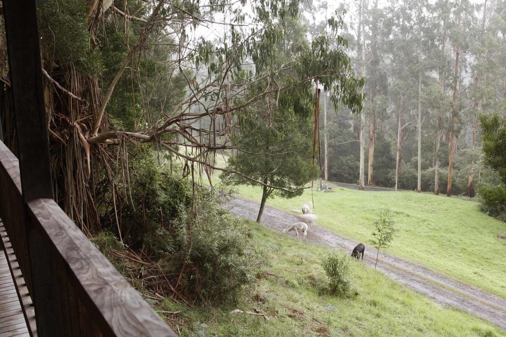 Tall Trees Eco Retreat - Blackwood Cottage Apollo Bay Exterior photo