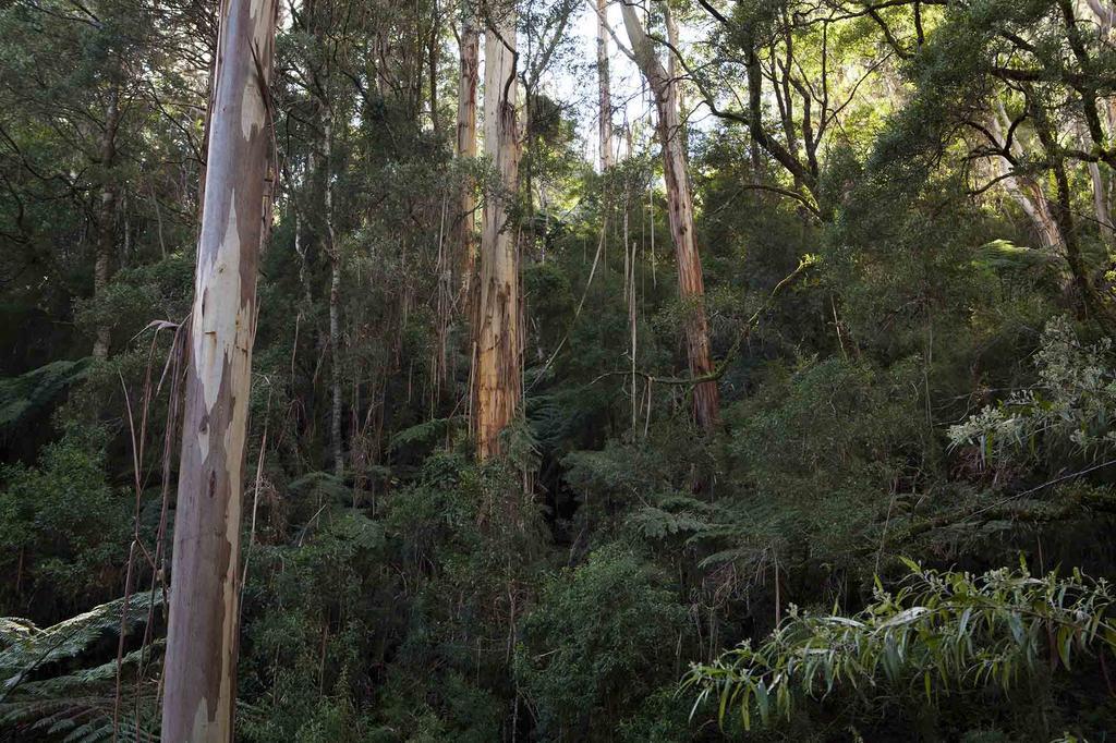 Tall Trees Eco Retreat - Blackwood Cottage Apollo Bay Exterior photo